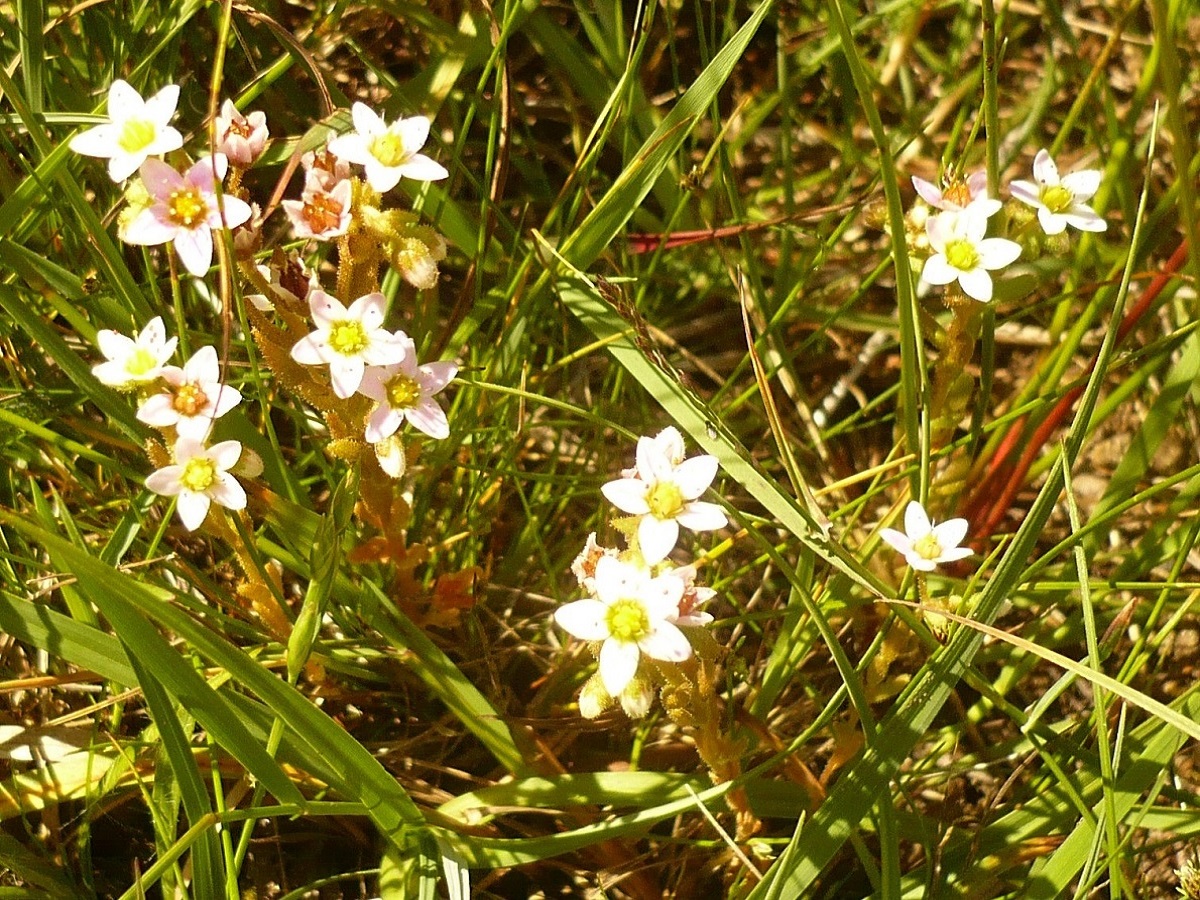 Sedum villosum (Crassulaceae)
